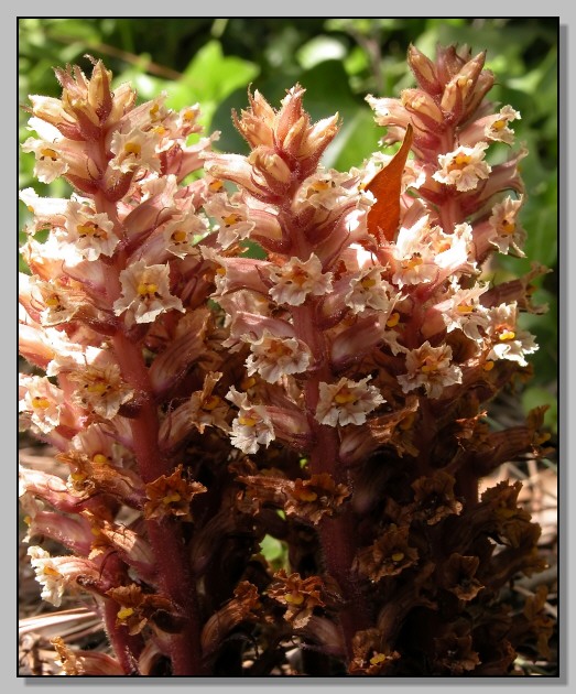 Orobanche sp.?